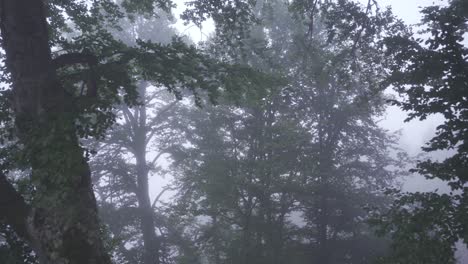 Fascinating-view-on-the-forest-road-covered-with-fog.